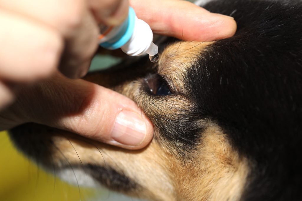 podávanie očných liečiv zvieratam